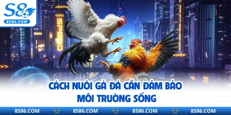 Cách nuôi gà đá cần đảm bảo môi trường sống